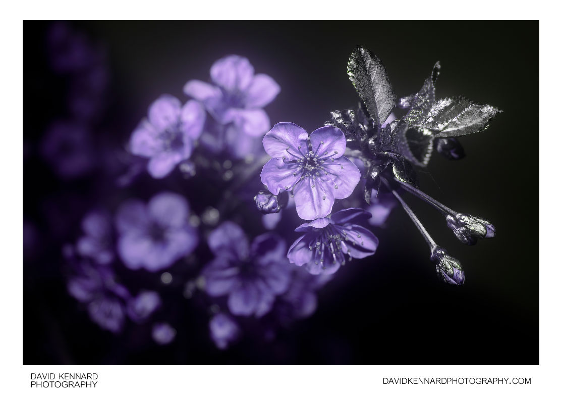 Morello Cherry (Prunus cerasus 'Morello') blossom [UV]