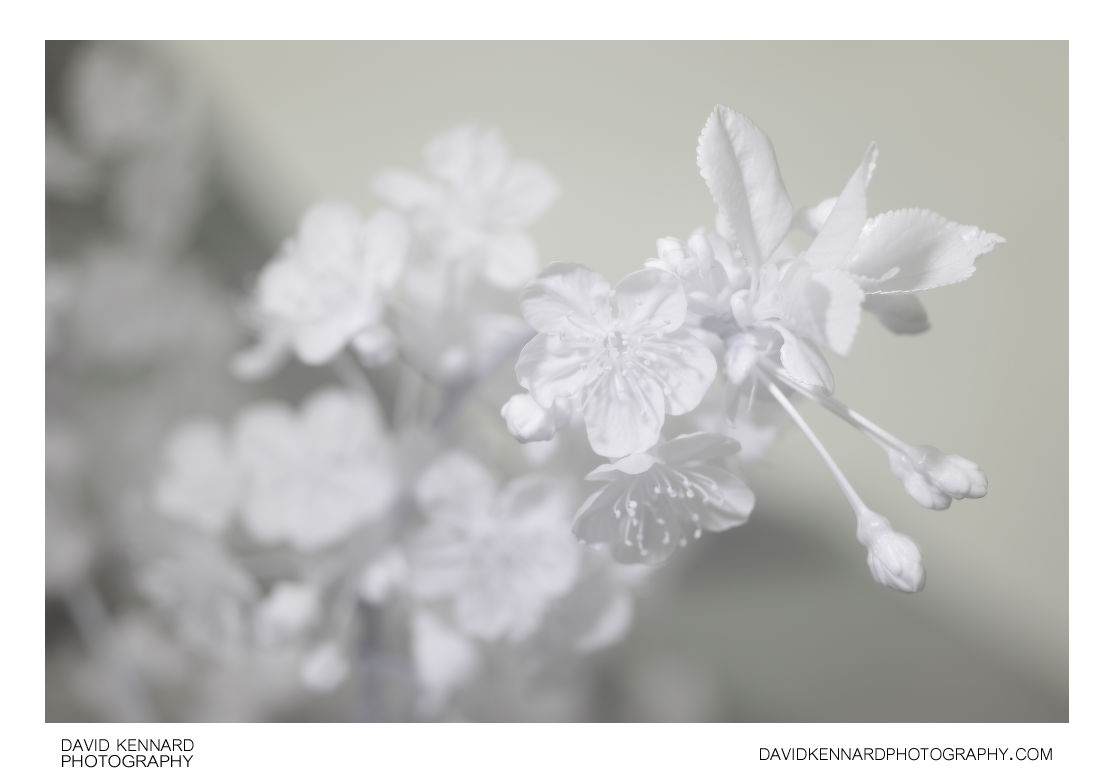 Morello Cherry (Prunus cerasus 'Morello') blossom [IR]