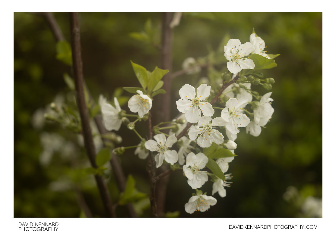 Morello Cherry (Prunus cerasus 'Morello') blossom