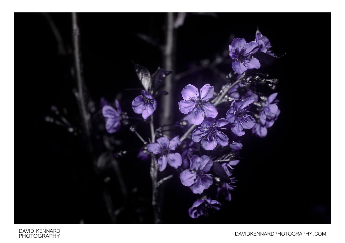 Morello Cherry (Prunus cerasus 'Morello') blossom [UV]