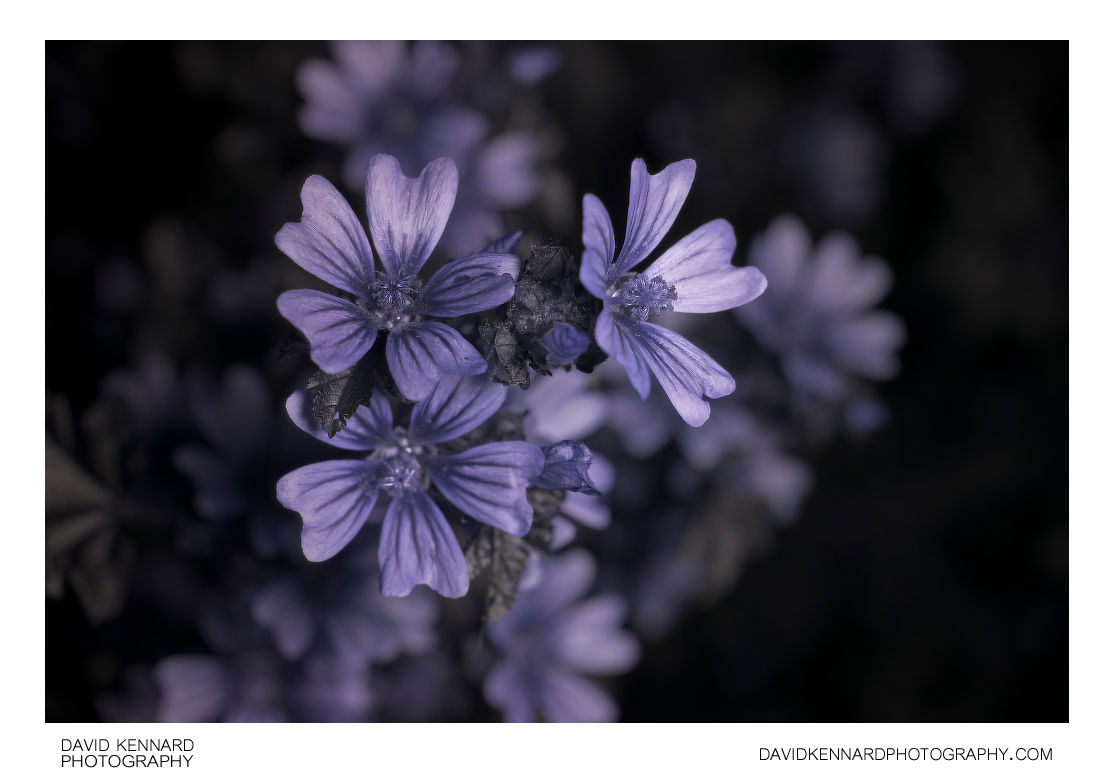 Malva sylvestris (Common Mallow) flowers