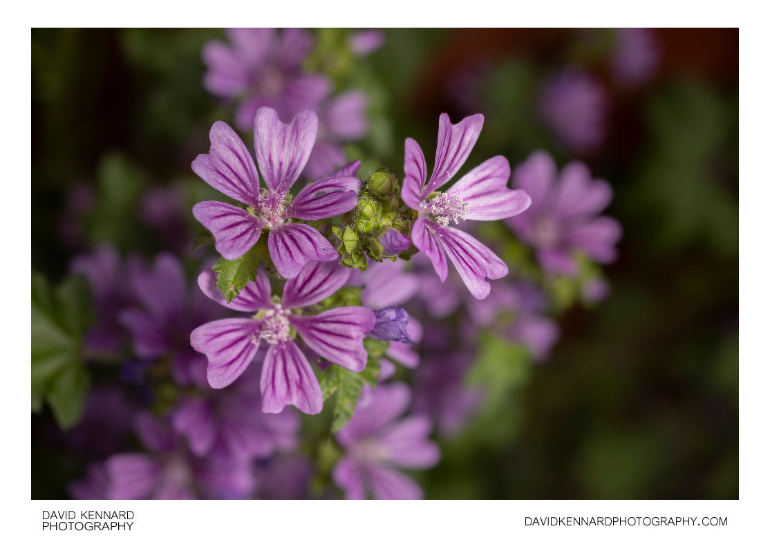 Malva sylvestris (Common Mallow) flowers