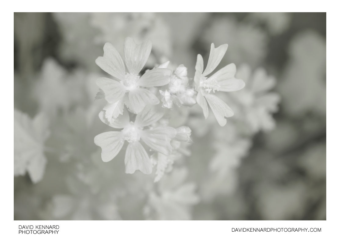 Malva sylvestris (Common Mallow) flowers [IR]