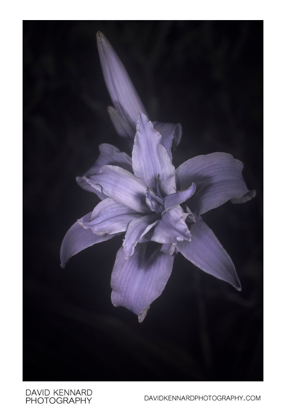 Hemerocallis fulva (Orange day-lily) fl. pl. flower [UV]