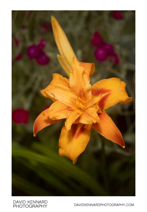 Hemerocallis fulva (Orange day-lily) fl. pl. flower