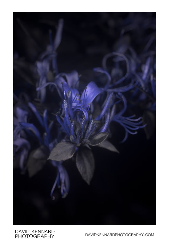 Lonicera japonica flowers [UV]
