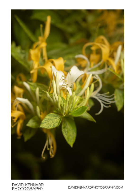 Lonicera japonica flowers