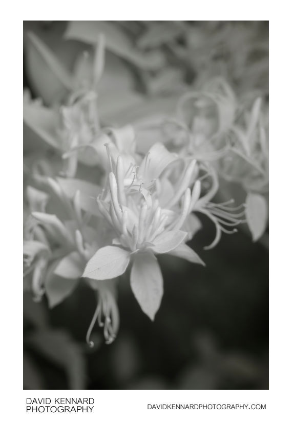 Lonicera japonica flowers [IR]