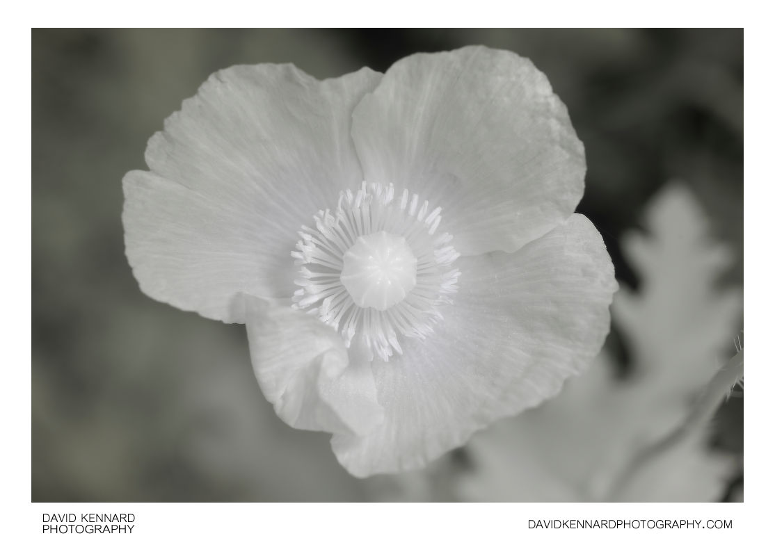 Papaver somniferum flower [IR]