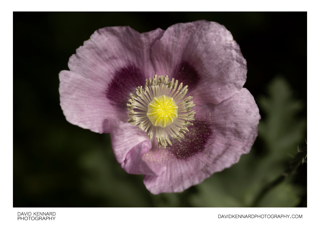 Papaver somniferum flower
