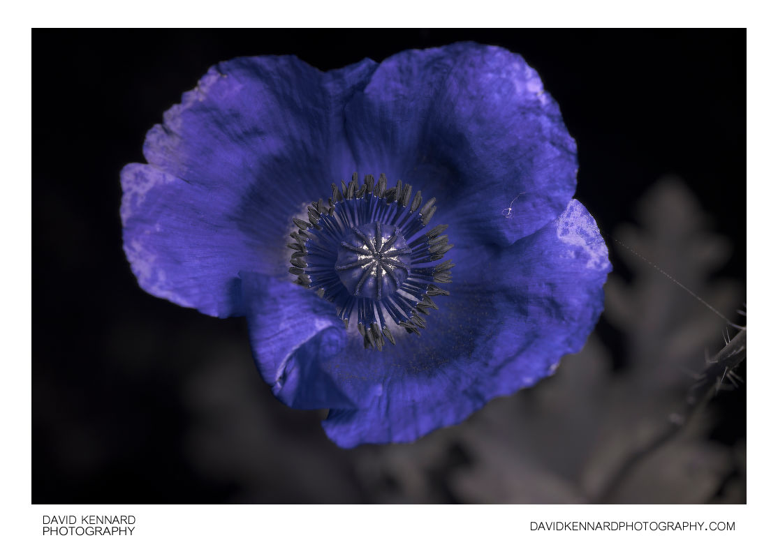 Papaver somniferum flower [UV]