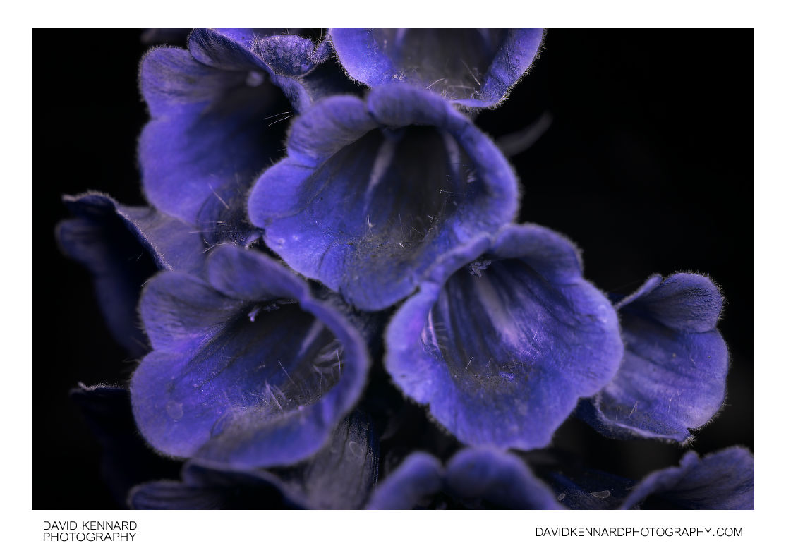 Digitalis purpurea f. albiflora [UV]