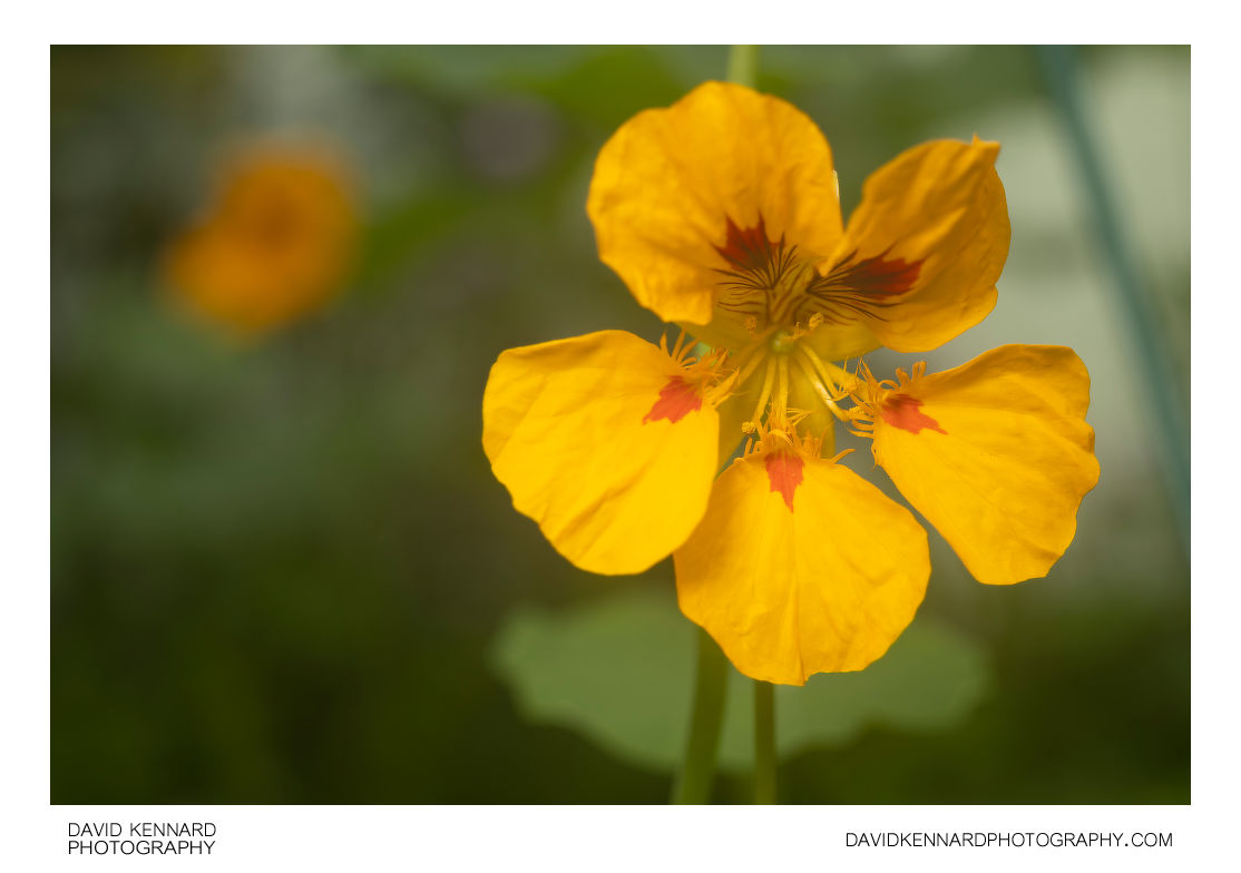 Garden Nasturtium (Tropaeolum majus) Yellow flower