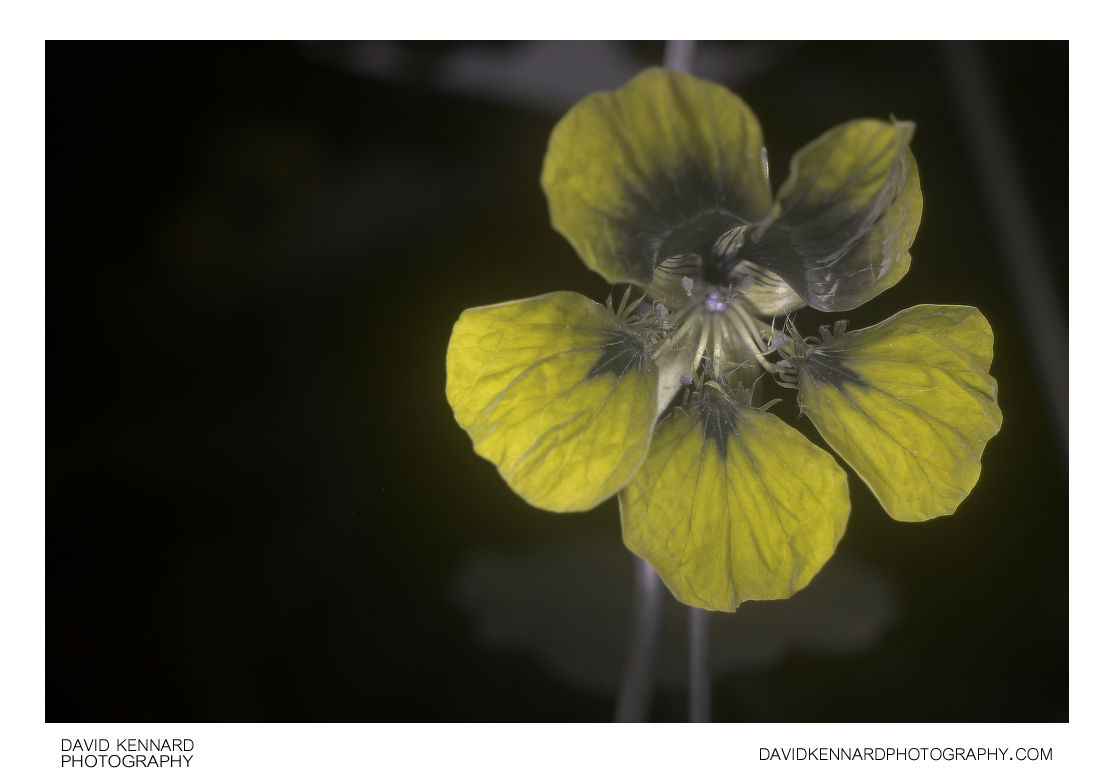 Garden Nasturtium (Tropaeolum majus) Yellow flower [UV]