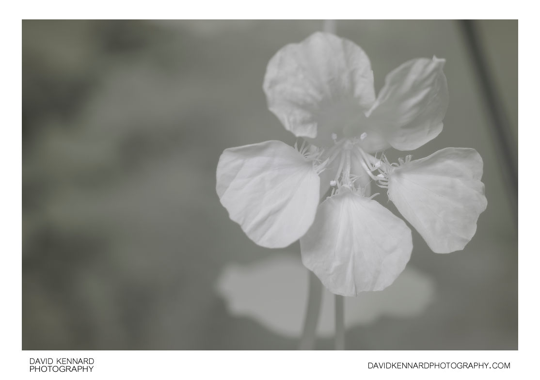 Garden Nasturtium (Tropaeolum majus) Yellow flower [IR]