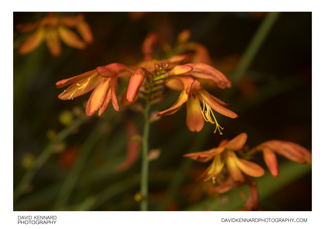 Crocosmia flowers