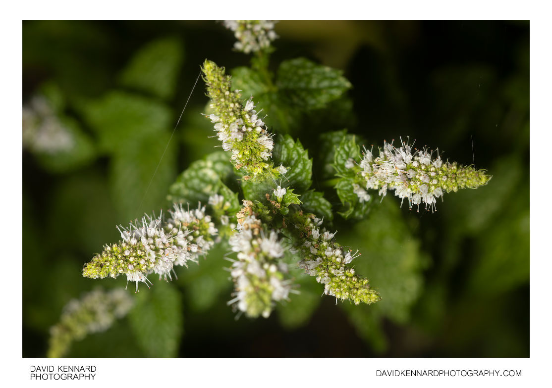 Spearmint in flower