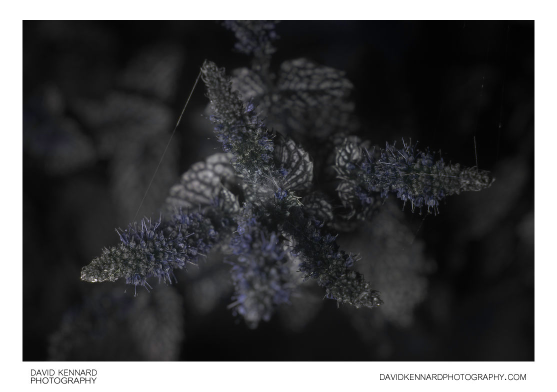 Spearmint in flower [UV]