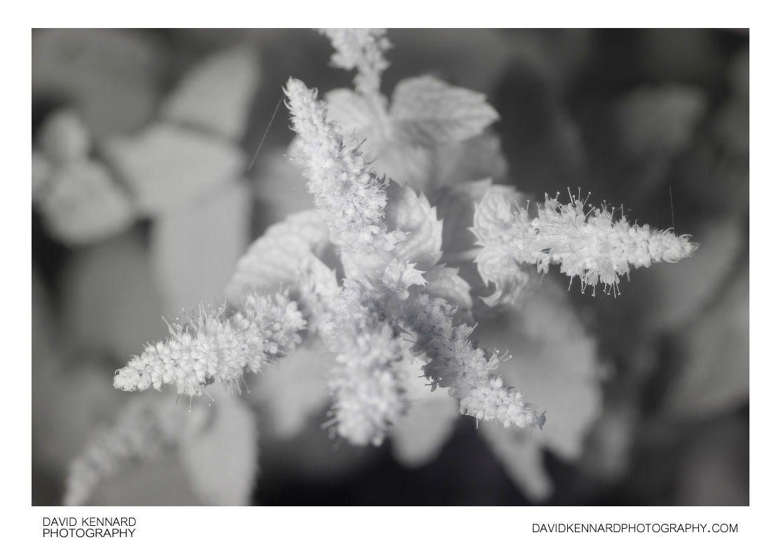 Spearmint in flower [IR]
