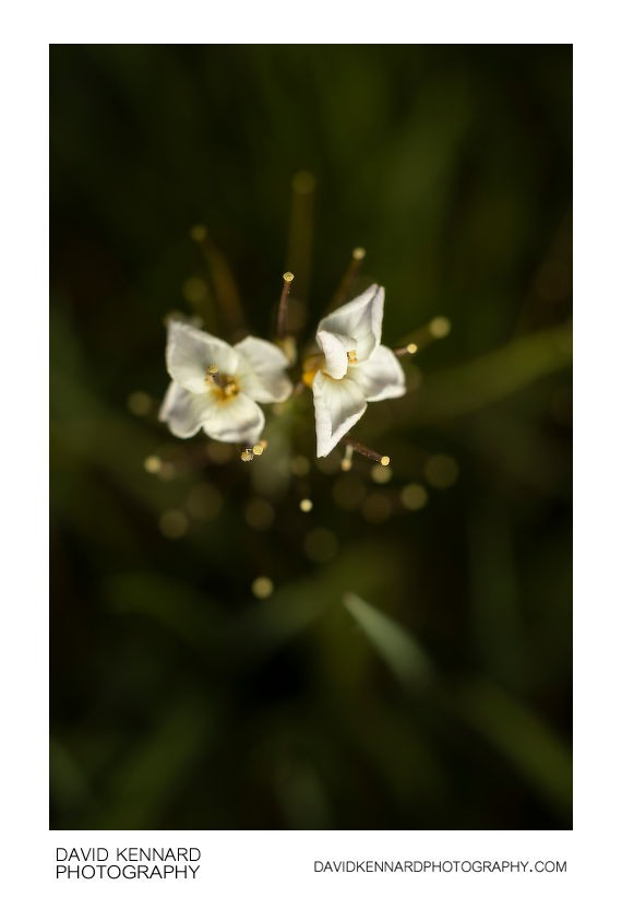 Mature Cardamine pratensis flowers