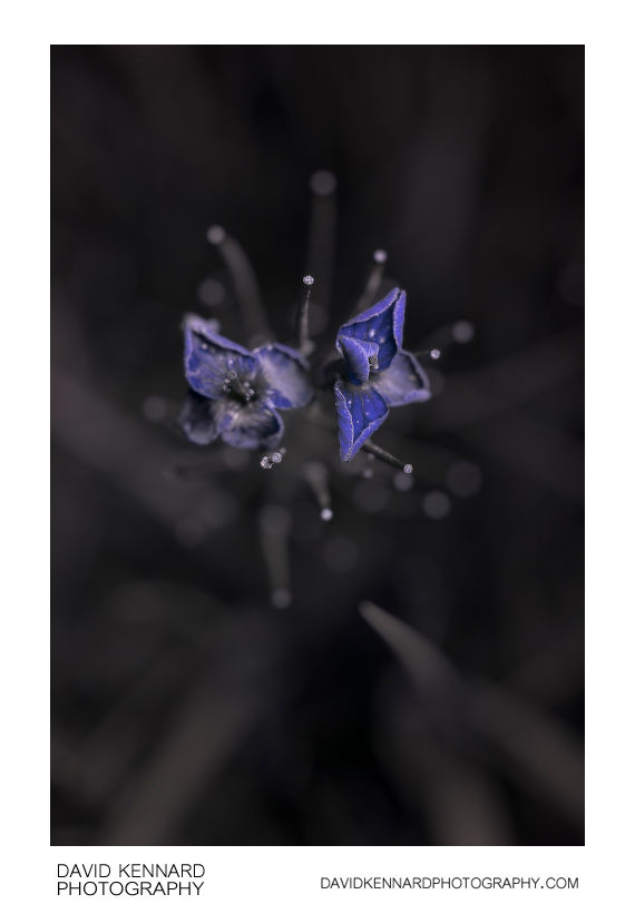 Mature Cardamine pratensis flowers [UV]