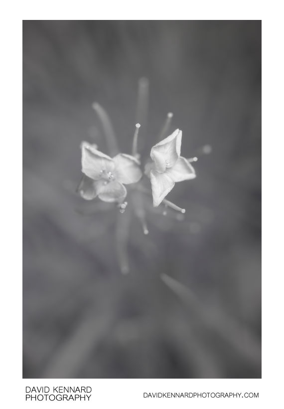 Mature Cardamine pratensis flowers [IR]