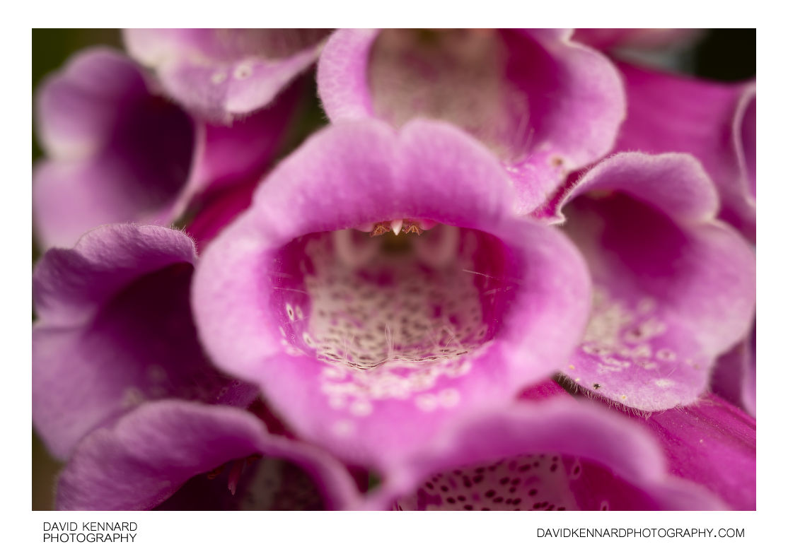 Common foxglove flowers close-up