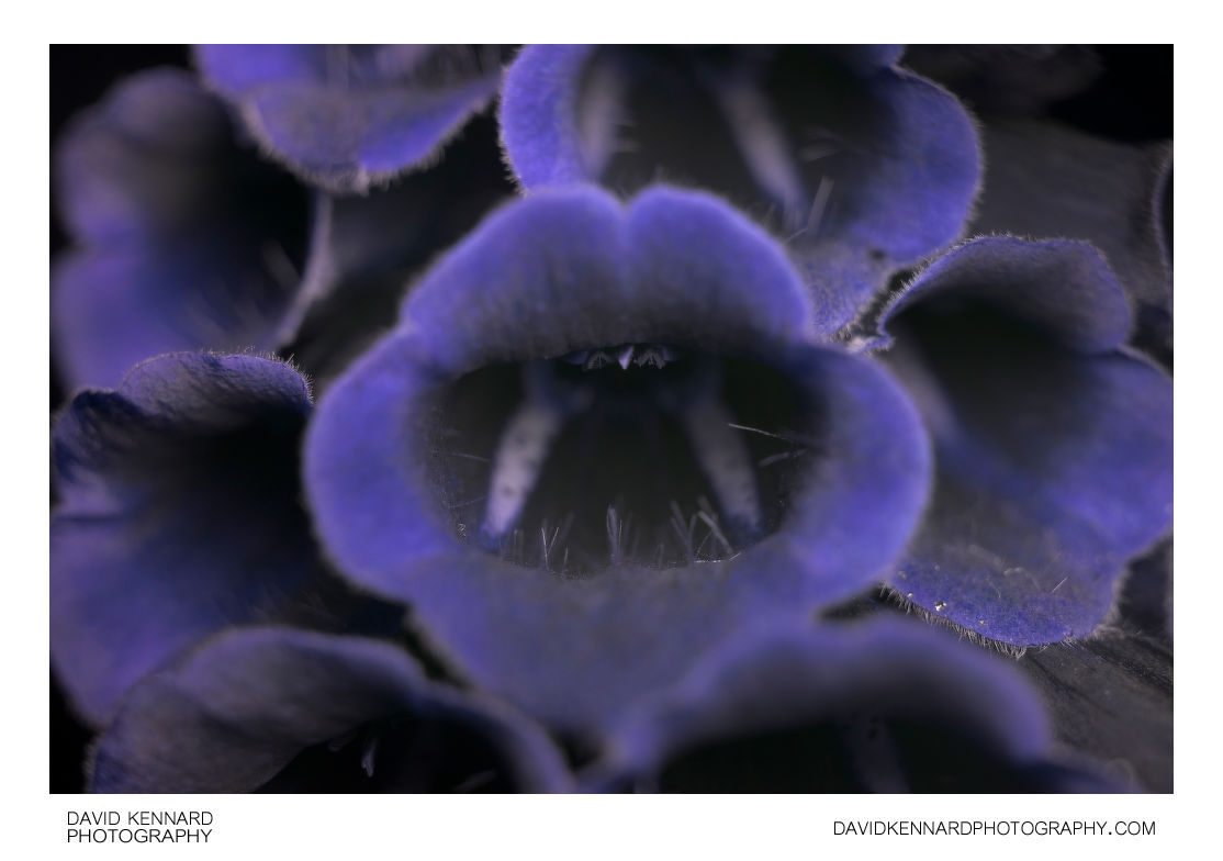 Common foxglove flowers close-up [UV]