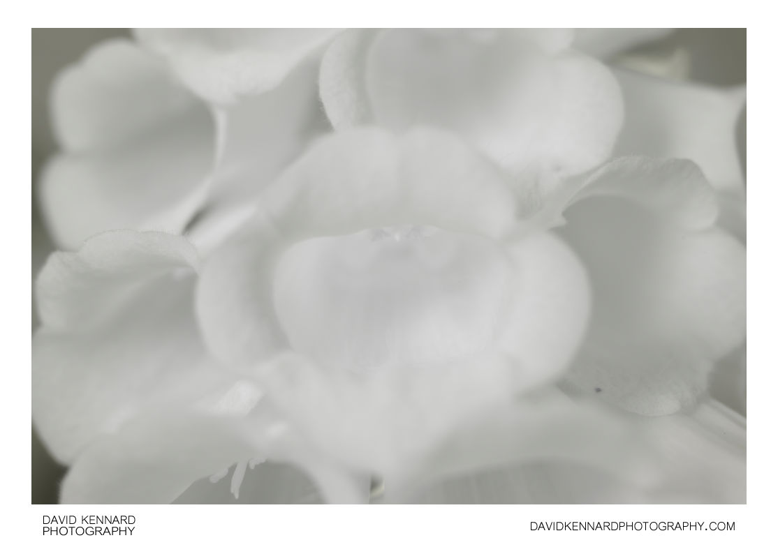 Common foxglove flowers close-up [IR]