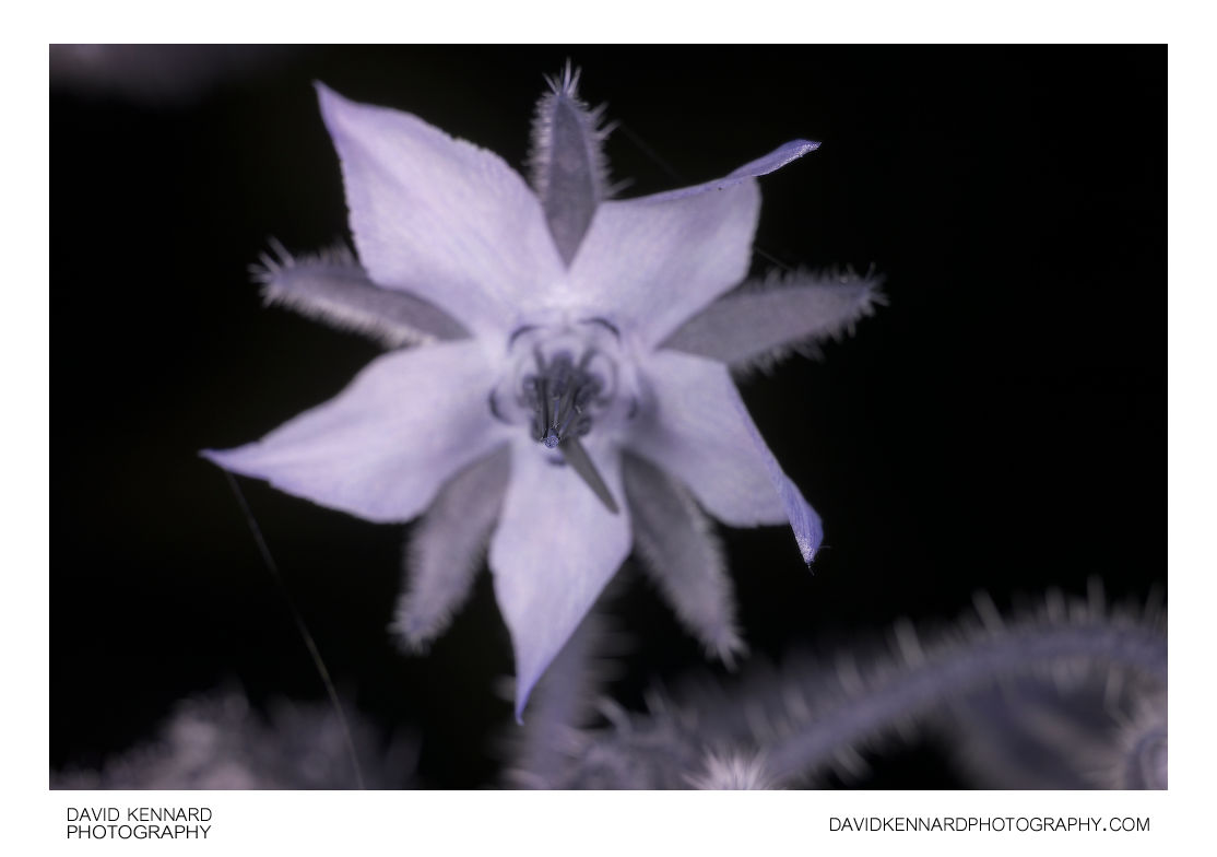 Borage flower [UV]