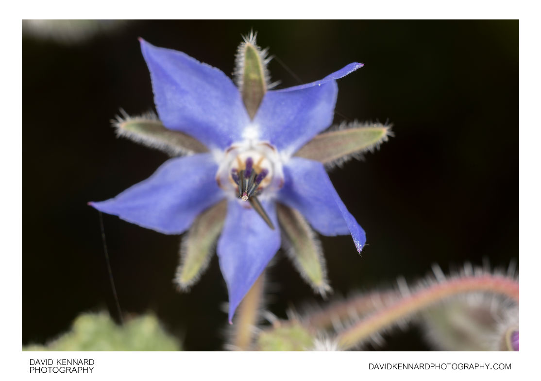 Borage flower