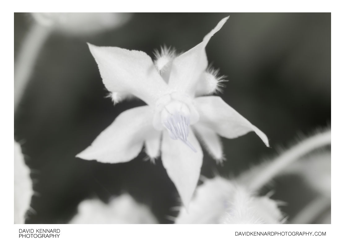 Borage flower [IR]
