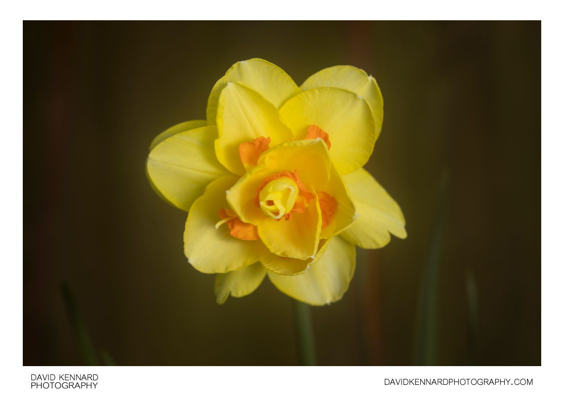 Double Daffodil flower