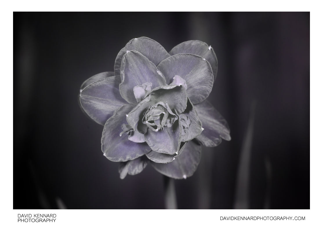 Double Daffodil flower