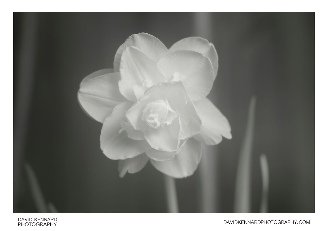 Double Daffodil flower