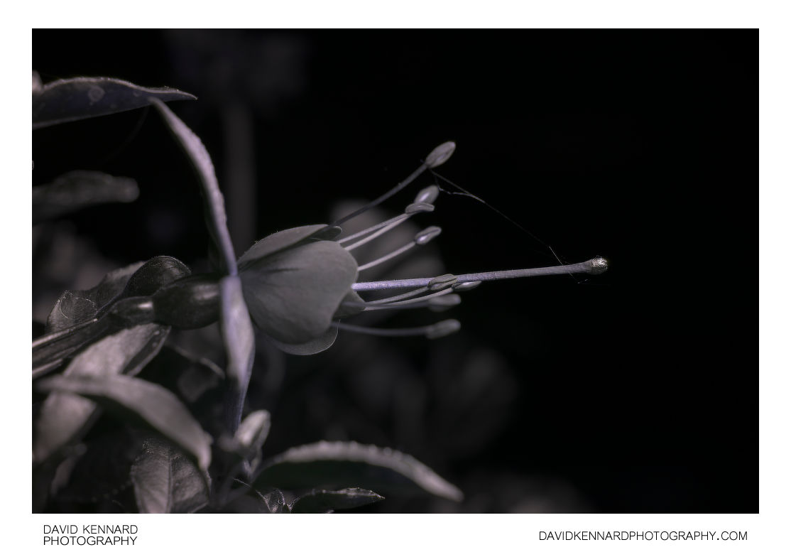 Purple Fuchsia flower profile view [UV]