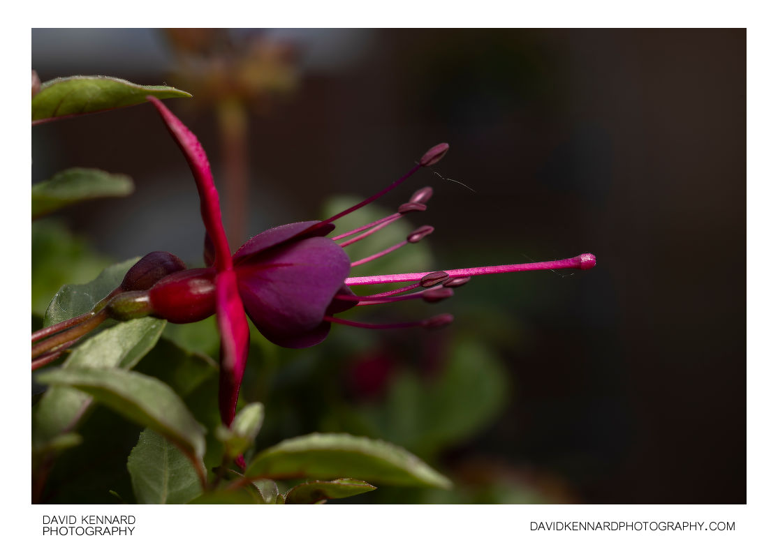 Purple Fuchsia flower profile view