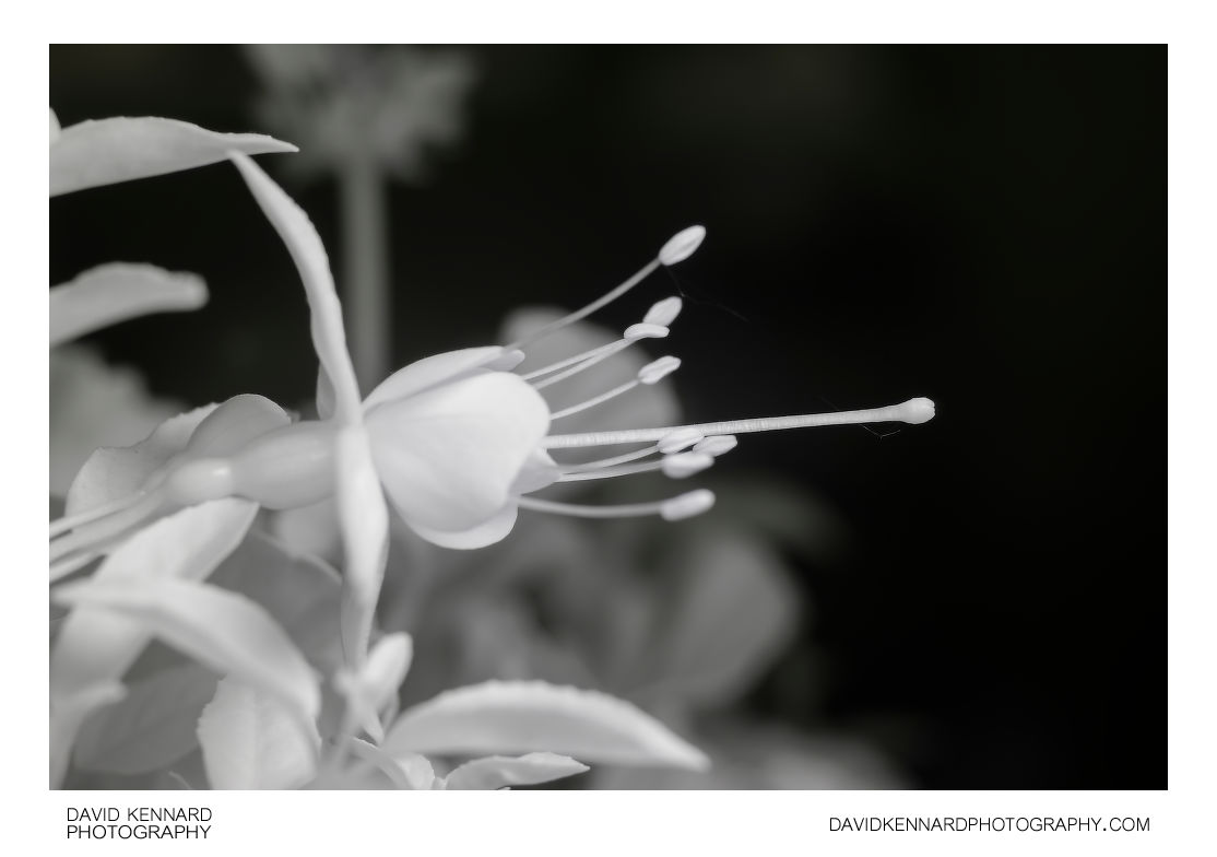 Purple Fuchsia flower profile view [IR]