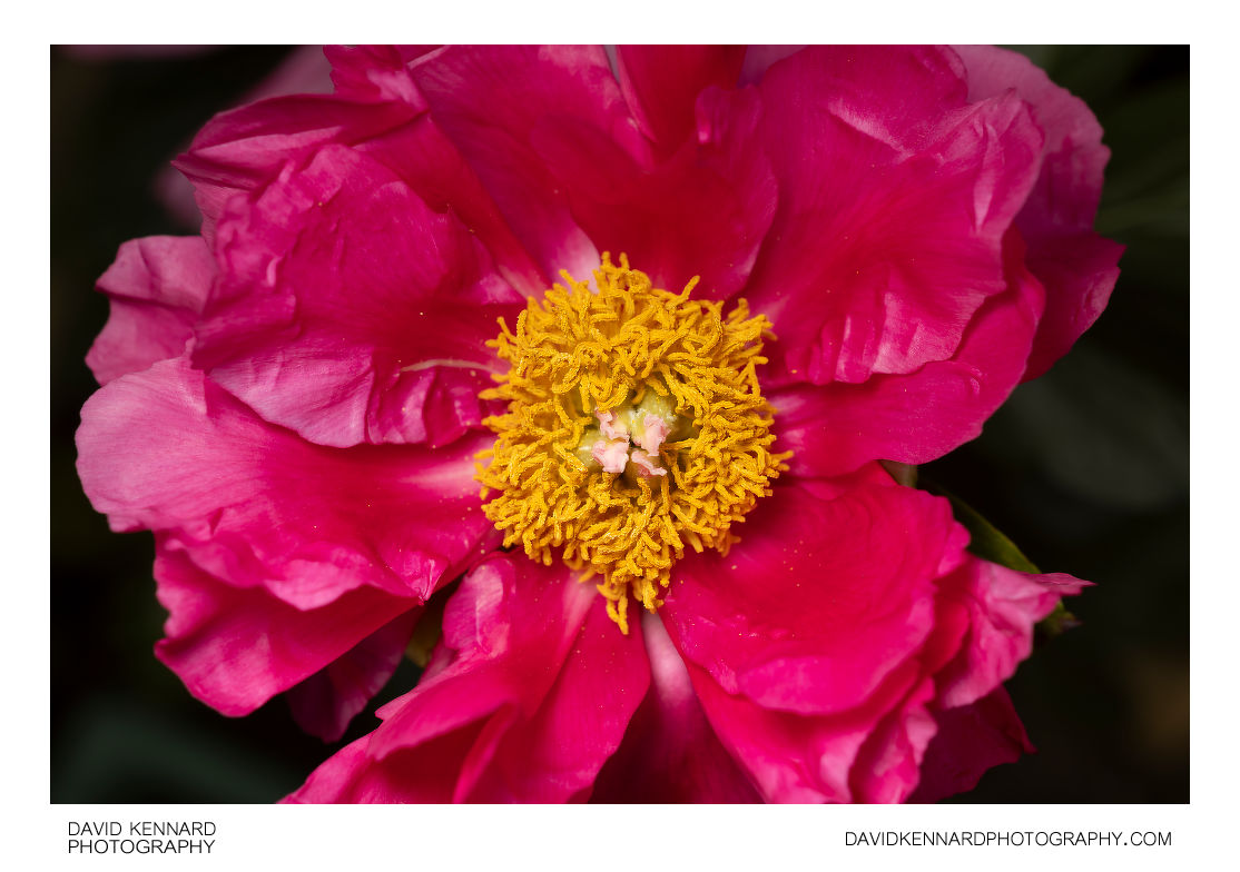 Paeonia officinalis flower