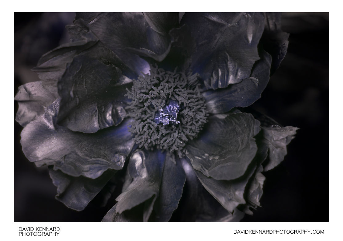 Paeonia officinalis flower [UV]