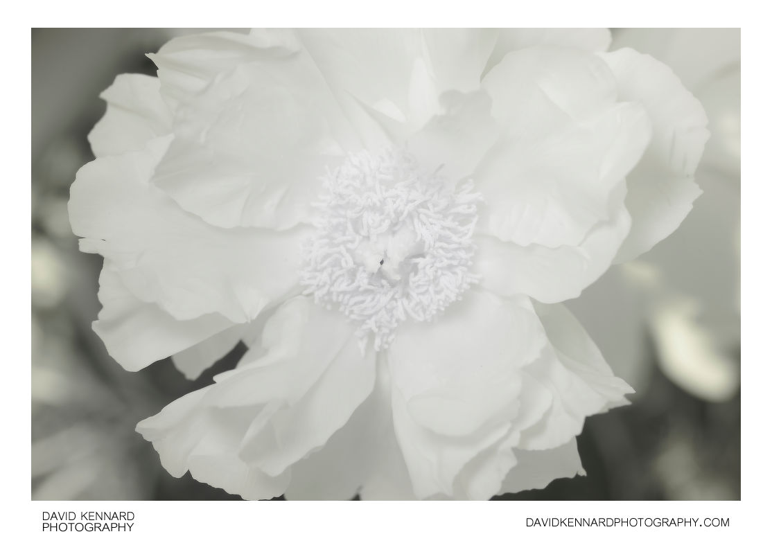 Paeonia officinalis flower [IR]