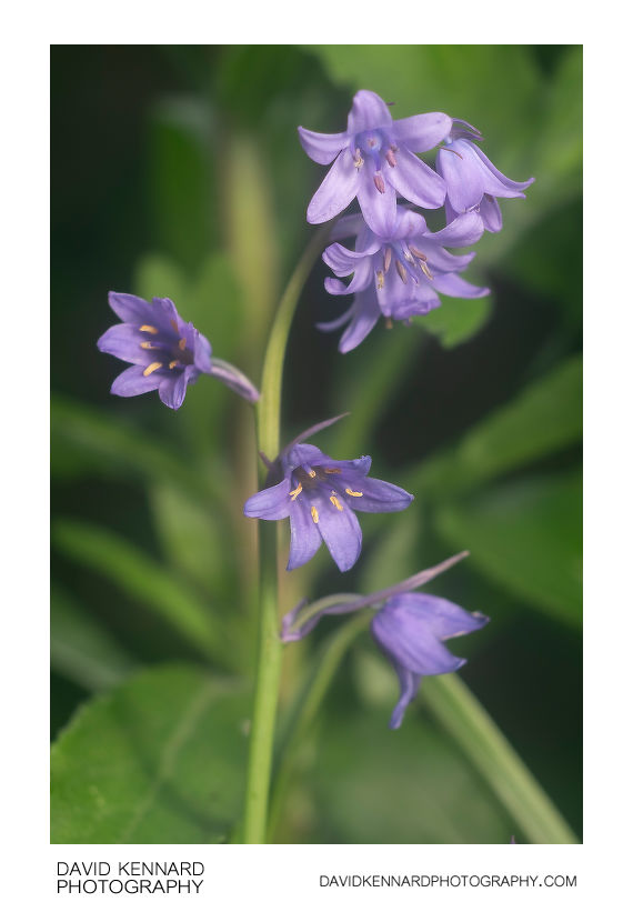 Bluebell flower