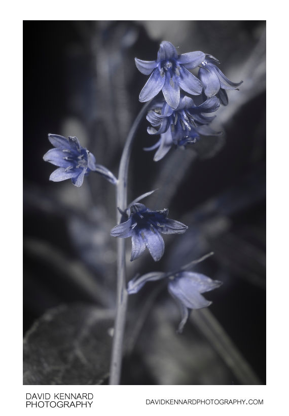 Bluebell flower [UV]