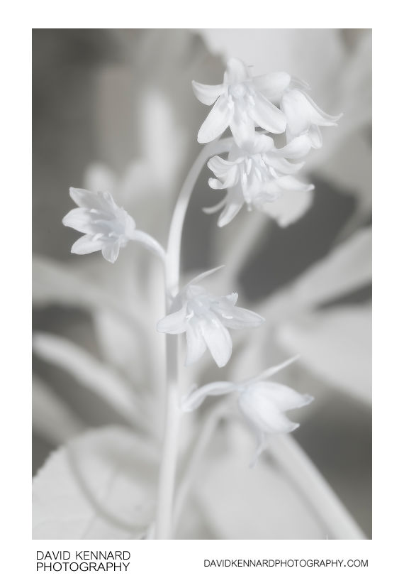 Bluebell flower [IR]