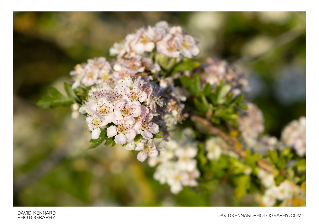 Common Hawthorn blossom