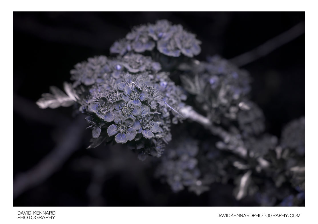 Common Hawthorn blossom [UV]