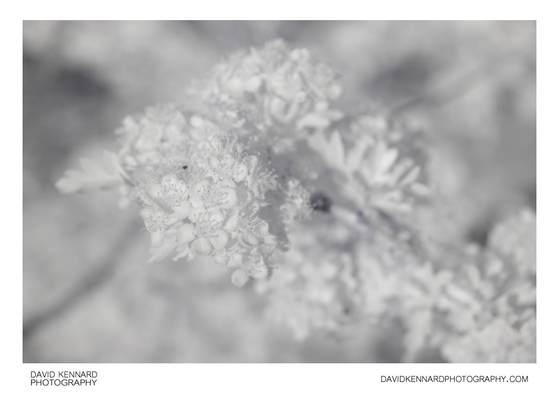 Common Hawthorn blossom [IR]