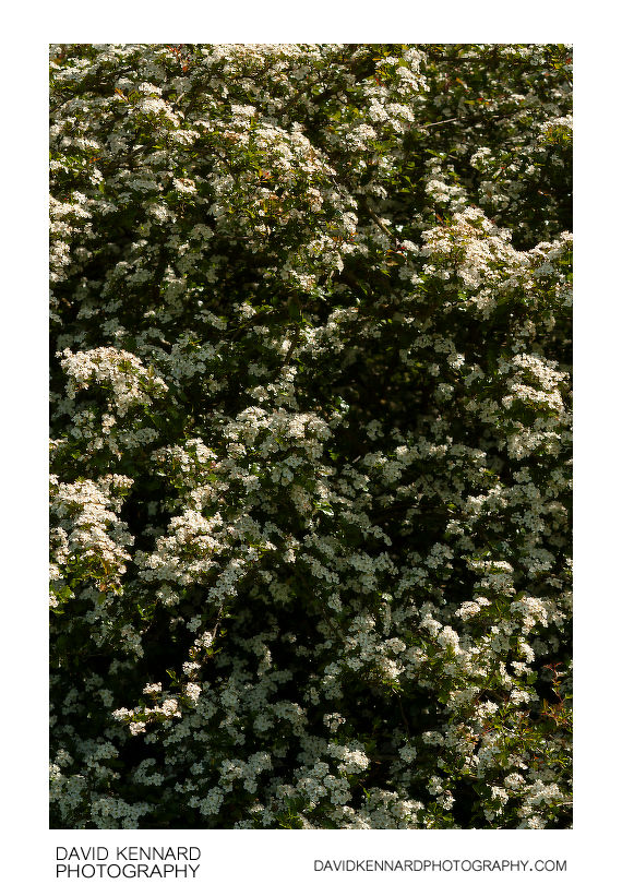 Hawthorn hedge in blossom