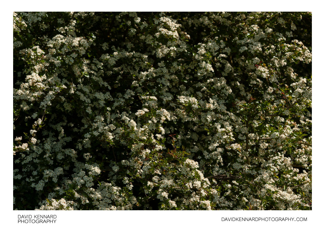 Hawthorn hedge in blossom