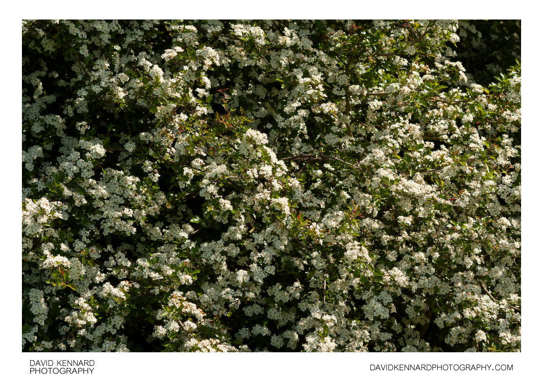 Hawthorn hedge in blossom